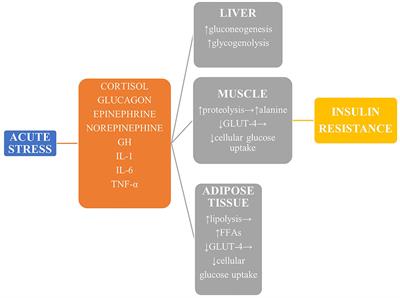 Stress Hyperglycemia in Children and Adolescents as a Prognostic Indicator for the Development of Type 1 Diabetes Mellitus